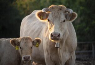 Новини бізнесу - Україна заборонила ввезення деяких продуктів зі Словаччини