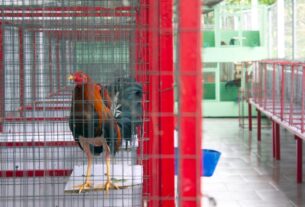 Новини світу - Унаслідок стрілянини на півнячих боях в Еквадорі загинули 11 осіб