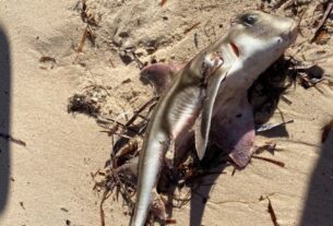 Новини світу - В Австралії через токсичні водорості загинули сотні морських тварин