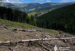 Новини України - Вирубали ліс на 12 млн: на Закарпатті судитимуть групу лісників