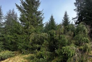 Новини України - Лісничому загрожує до п’яти років за вирубку дерев у заповіднику