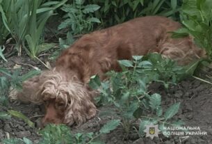 Новини України - У Тернополі викинули собаку з восьмого поверху: відкрито провадження