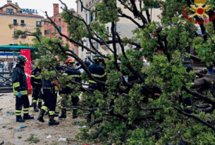 Новини світу - У центрі Венеції 50-річне дерево впало на туристів