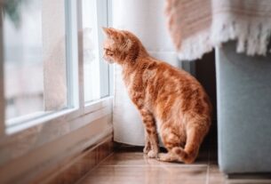 Технології - Вчені виявили ген муркотіння котів