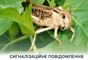 Новини України - Злісні вегетаріанці: на Херсонщині виявили нашестя сарани