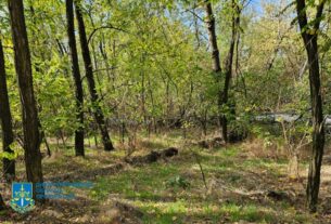 Новини України - Незаконна вирубка лісу на Дніпропетровщині призвела до 34 млн збитків
