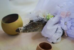 Новини світу - У Мексиці мер одружився з кайманом