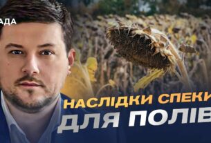 Врожай соняшника 2025: американський прогноз та українські реалії | Денис Марчук