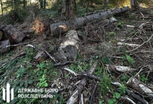 Новини України - Лісничому загрожує до п’яти років за вирубку у заповіднику