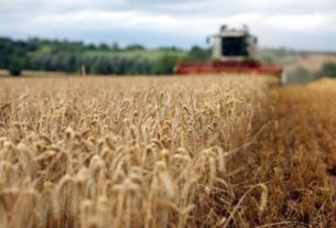 Новини України - В Україні прогнозують суттєве зменшення врожаю основних культур