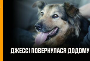 Щасливий фінал, на який чекала вся Україна: собака Джессі знову в родині! 🐾