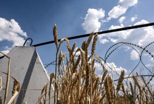 Новини бізнесу - Аграрії завершили збір пшениці в Україні