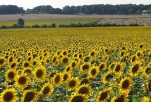 Новини бізнесу - На Запоріжжі окупанти зібрали рекордно низький урожай