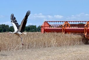 Новини бізнесу - В Україні зібрали майже 30 млн тонн зерна нового врожаю