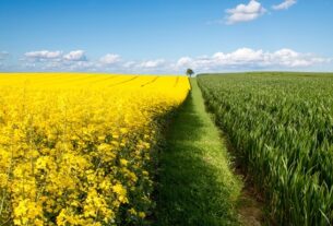 Новини бізнесу - В Україні зібрали понад 3,3 млн тонн ріпаку