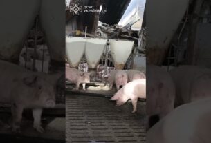 Харківщина: 13 тисяч свиней загинули внаслідок російської атаки по сільгосппідприємству