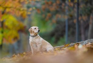 Новини України - Чи буде похолодання: синоптик спрогнозував початок листопада