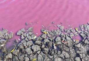Новини України - На Одещині масово загинула риба у рожевій водоймі