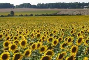 Новини бізнесу - Переробка соняшнику в Україні знизилась до трирічного мінімуму