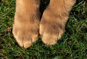 Новини України - Прив’язав собаку та тягнув за авто: власнику загрожує до восьми років