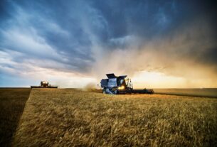 Новини бізнесу - Українські аграрії обмолотили 65% зернових площ