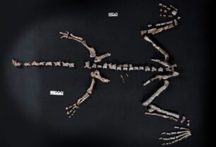 Технології - В Аргентині знайшли один із найдавніших у світі скелетів динозавра