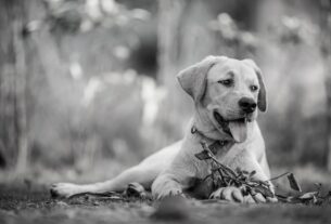 Новини України - "Їдять собак": на Хмельниччині розслідують жорстоке поводження з тваринами
