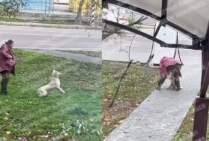 Новини України - Била та кидала об землю: у Миколаєві жінка знущалася з собаки