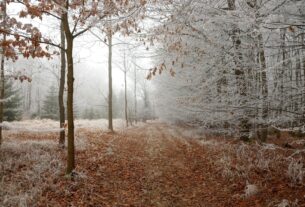 Новини культури - Гороскоп для всіх знаків зодіаку на 19 листопада 2025 року