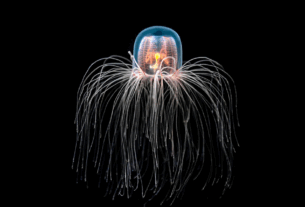 Без категорії - Найдивніші тварини світу