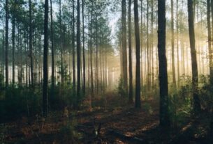 Новини України - Під Буковелем незаконно приватизували 6 га лісу