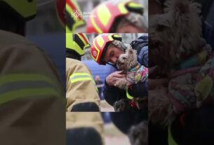 Рятувальники дістали з-під завалів 9-поверхівки у Дніпрі маленьку йоркшир тер'єр Мішель