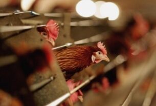 Новини світу - Спалах пташиного грипу у Німеччині досяг трирічного максимуму