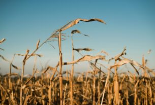 Новини бізнесу - В Україні намолотили 43,6 млн тонн зерна