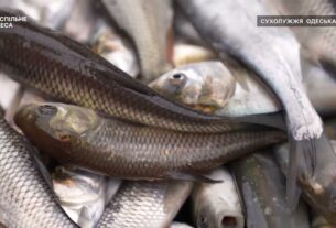 Короп, товстолоб та білий амур – на Одещині зарибили Дністровський лиман
