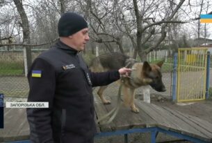 Нові чотирилапі герої: робота службових собак під час ліквідації наслідків атак