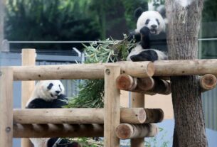 Новини світу - Китай поверне усіх панд із Японії вперше за 50 років