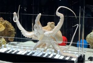 Новини світу - Музикант з Швеції навчив восьминіга грати Baby Shark