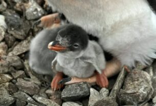 Новини світу - На Галіндезі з’явилися перші пінгвінята сезону