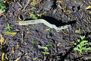 Новини України - На Львівщині в ресторані вибухнула граната