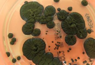 Технології - NASA розглядає чорнобильські гриби як новий захист від радіації в космосі