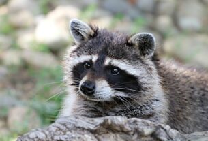 Новини світу - "П&rsquo;яний єнот" із Вірджинії знову вийшов на справу та став легендою