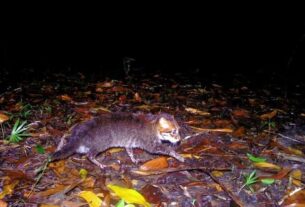 Новини світу - У Таїланді помітили кішку, яка вважалася вимерлою