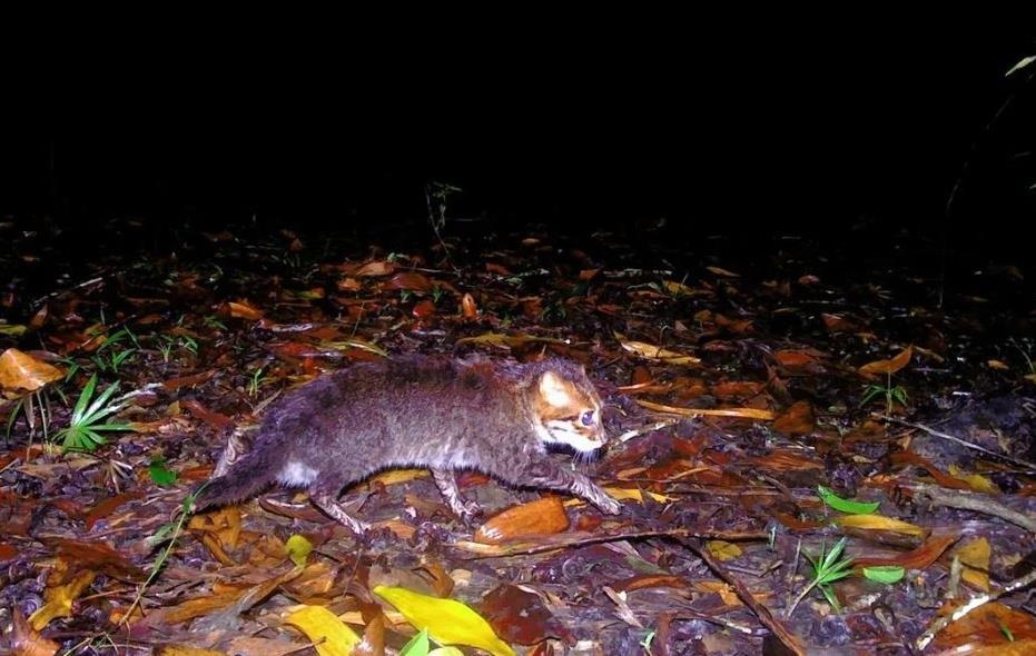 Новини світу - У Таїланді помітили кішку, яка вважалася вимерлою