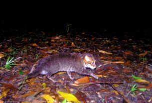Технології - У Таїланді вперше за 30 років зафіксували рідкісну дику кішку