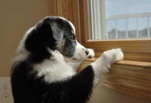 Новини України - На Хмельниччині чоловік викинув собаку з сьомого поверху