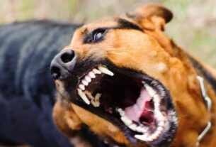 Новини України - На Закарпатті собаки покусали дітей, що попросилися в туалет при дорозі